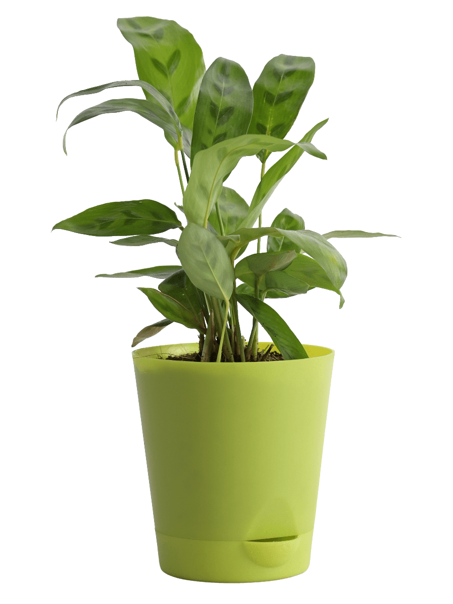 Calathea Faux Green Plant