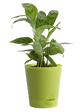 Calathea Faux Green Plant