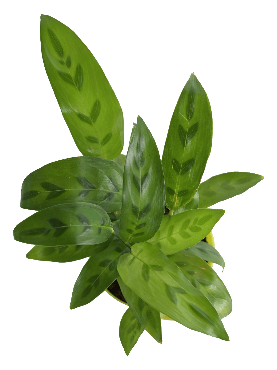 Calathea Faux Green Plant