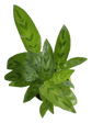 Calathea Faux Green Plant