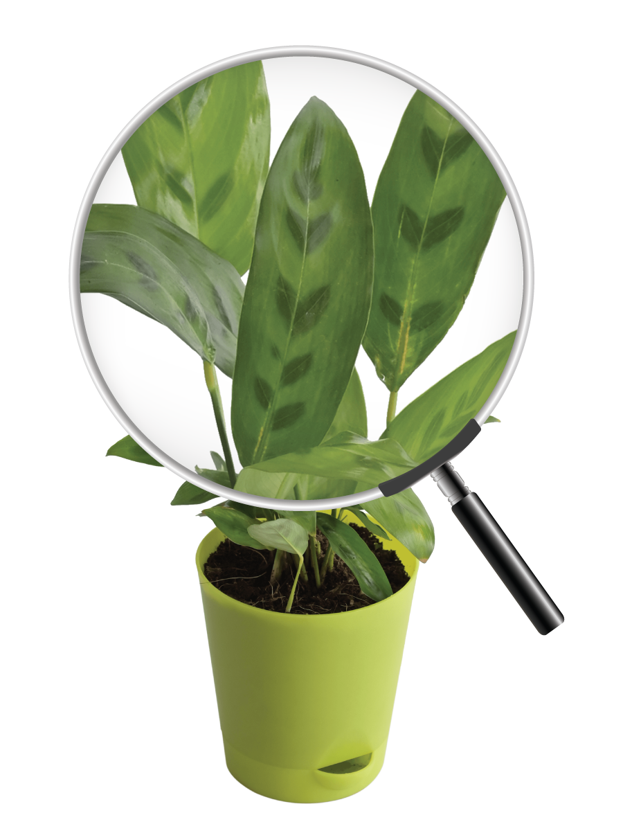 Calathea Faux Green Plant