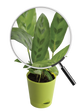 Calathea Faux Green Plant