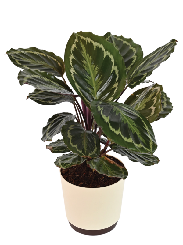 Calathea Rosea-Picta Plant
