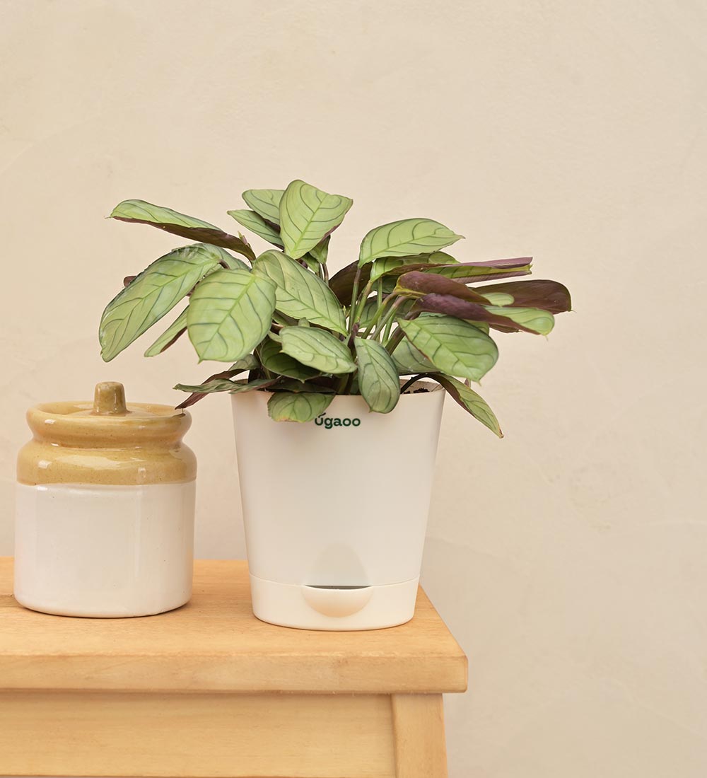 Calathea Prayer Plant