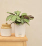 Calathea Prayer Plant