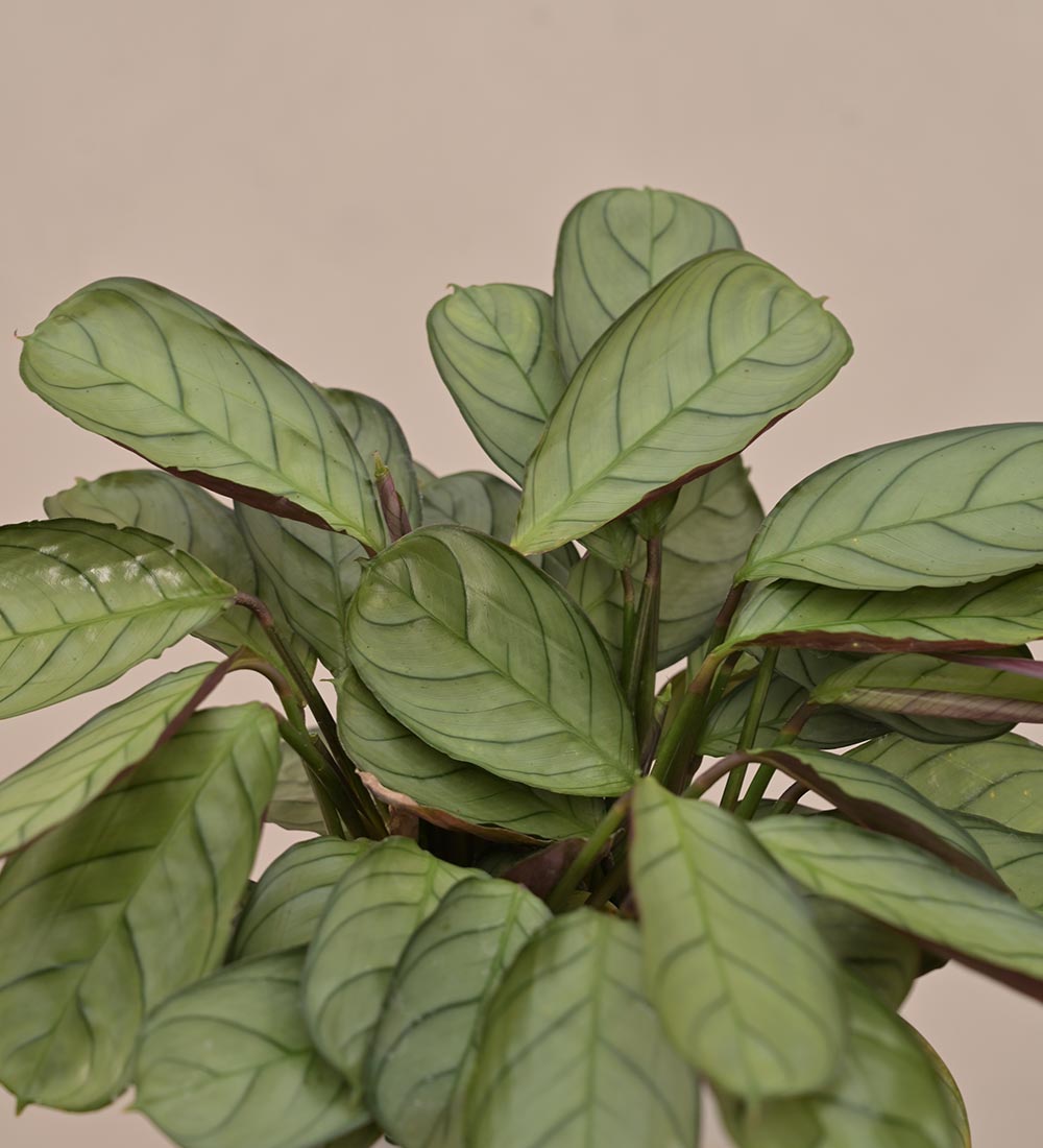 Calathea Prayer Plant