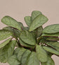 Calathea Prayer Plant