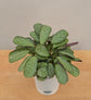 Calathea Prayer Plant