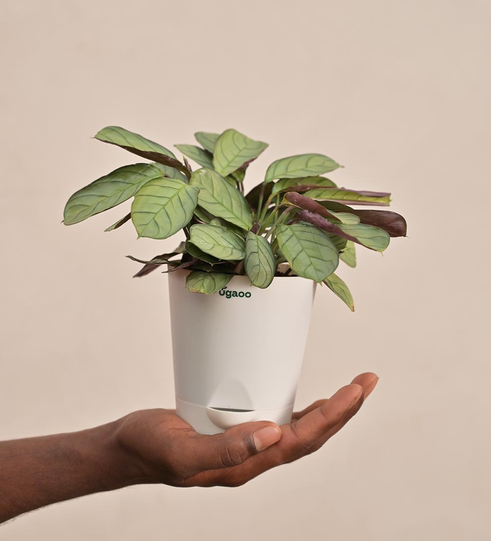 Calathea Prayer Plant