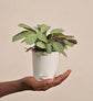 Calathea Prayer Plant