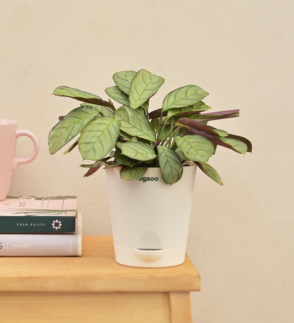 Calathea Prayer Plant
