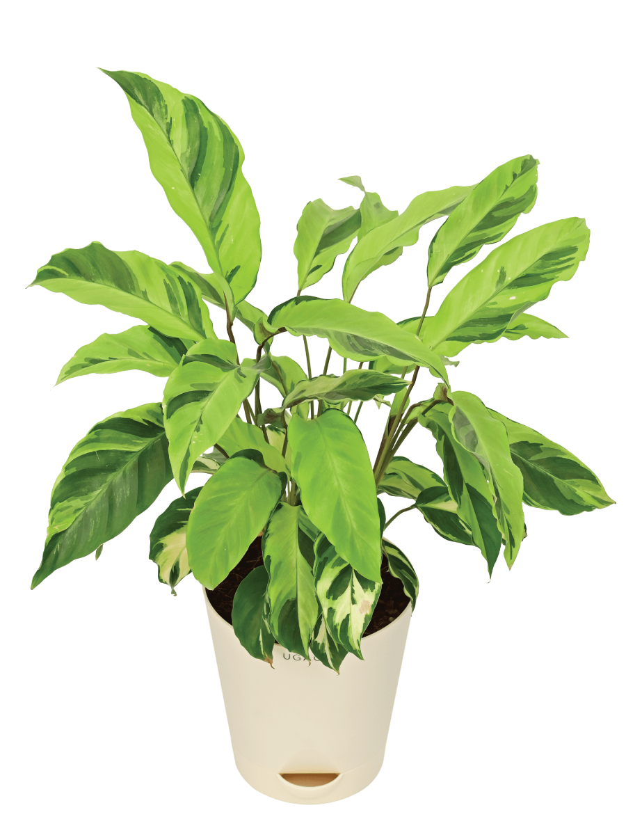 Calathea Yellow Fusion