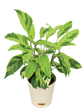 Calathea Yellow Fusion