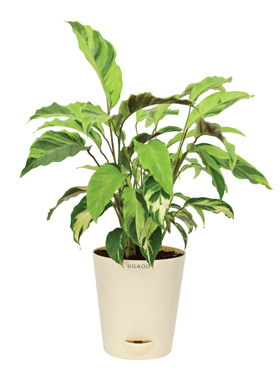Calathea Yellow Fusion