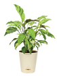 Calathea Yellow Fusion