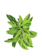 Calathea Yellow Fusion