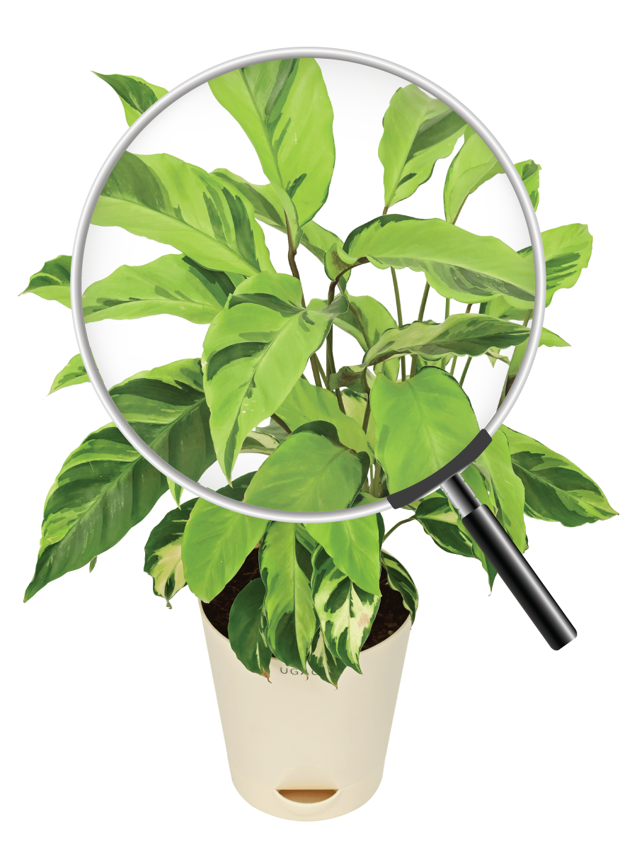 Calathea Yellow Fusion