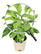 Calathea Yellow Fusion