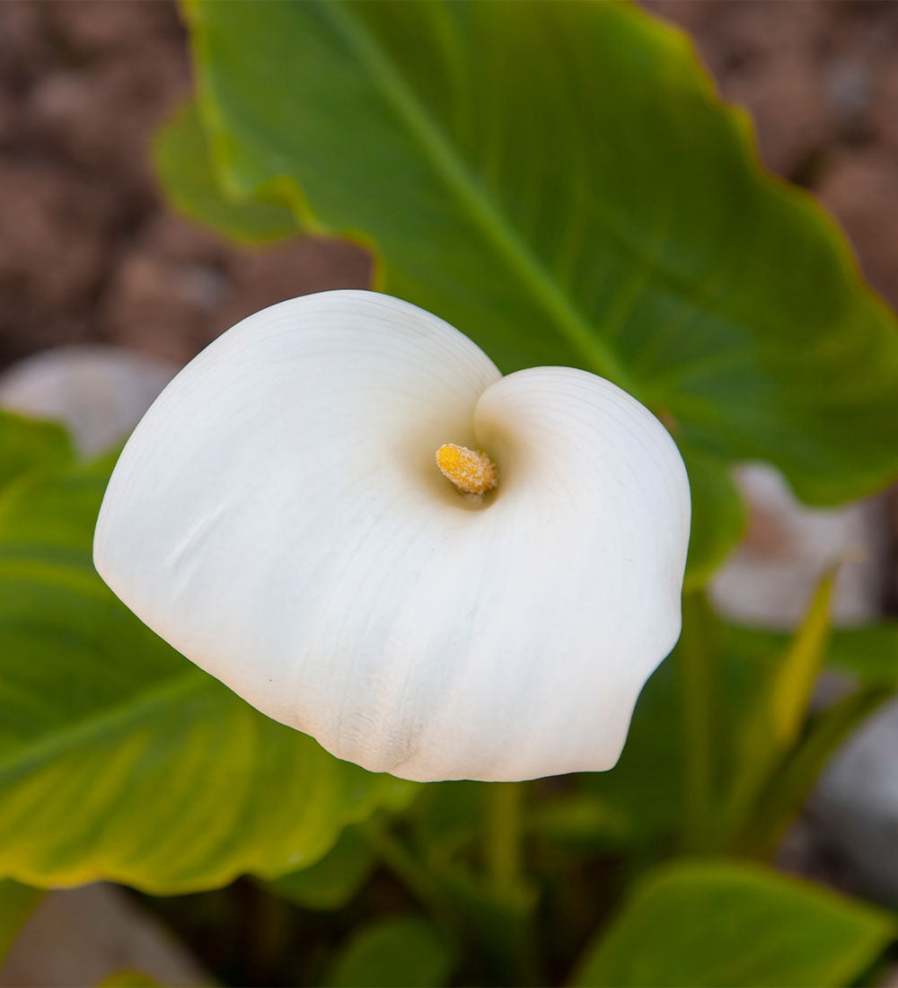 Calla Lily Bulbs