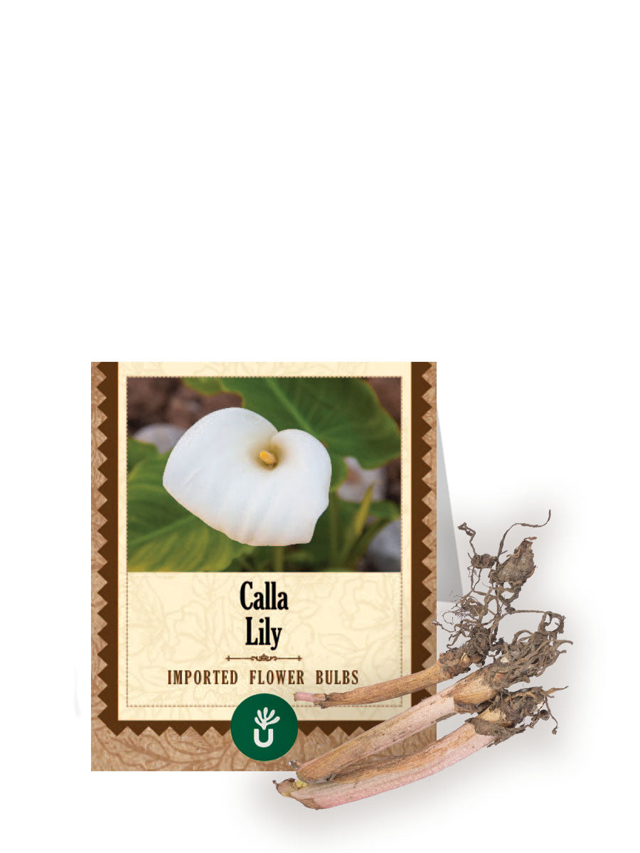 Calla Lily Bulbs