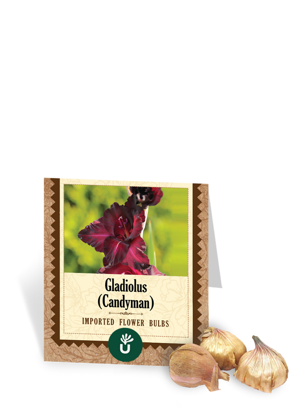 Candyman Gladiolus Bulbs
