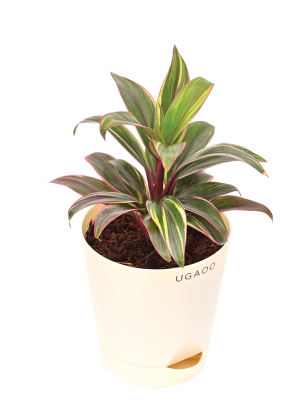 Cordyline Fruticosa Plant