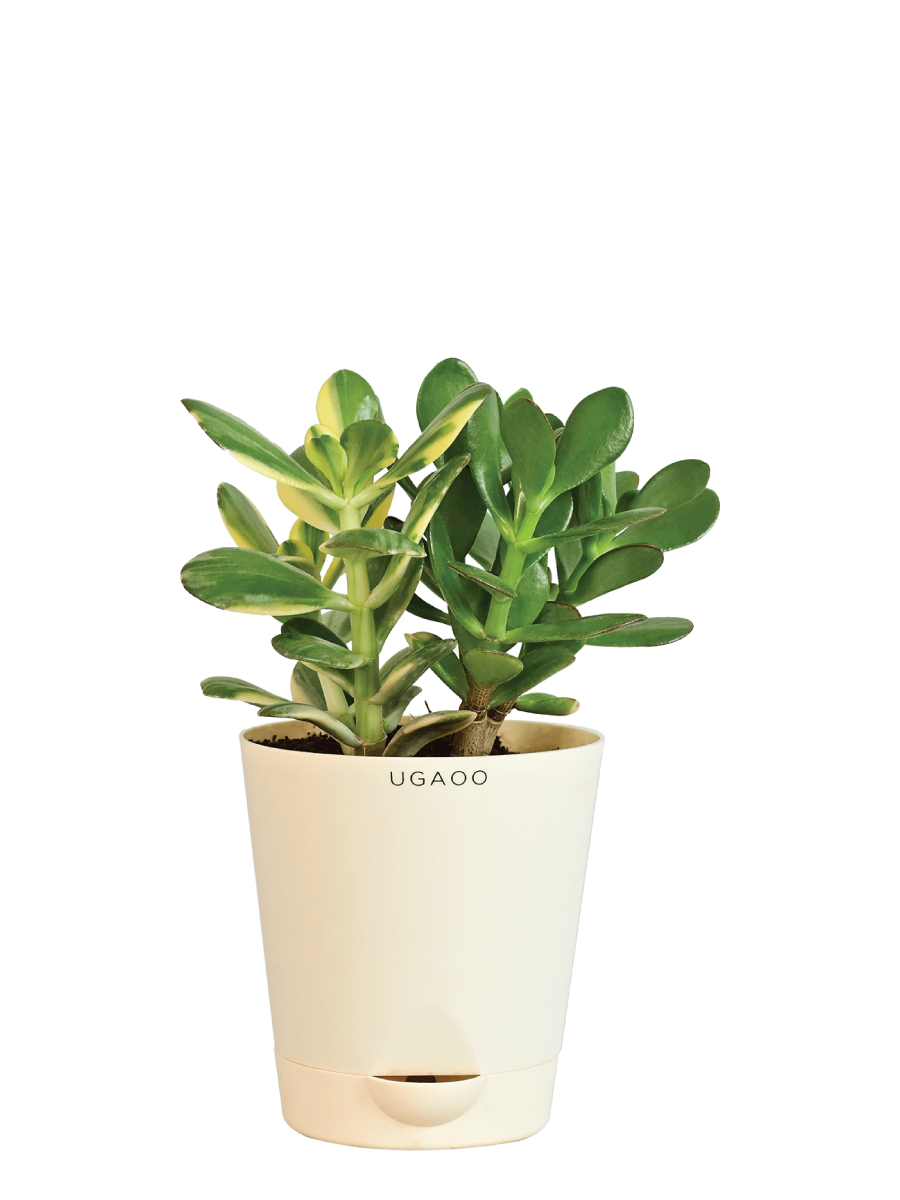 ugaoo good luck jade plant Crassula Ovata Green and Variegated Plant Bouquet – Ugaoo