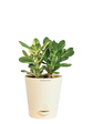 Crassula Ovata Green and Variegated Plant Bouquet
