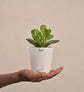 Crassula Ovata Plant Gift Hamper