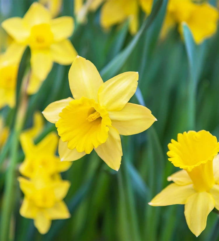 Daffodil Lily Bulbs