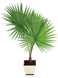 Fan Palm - XL
