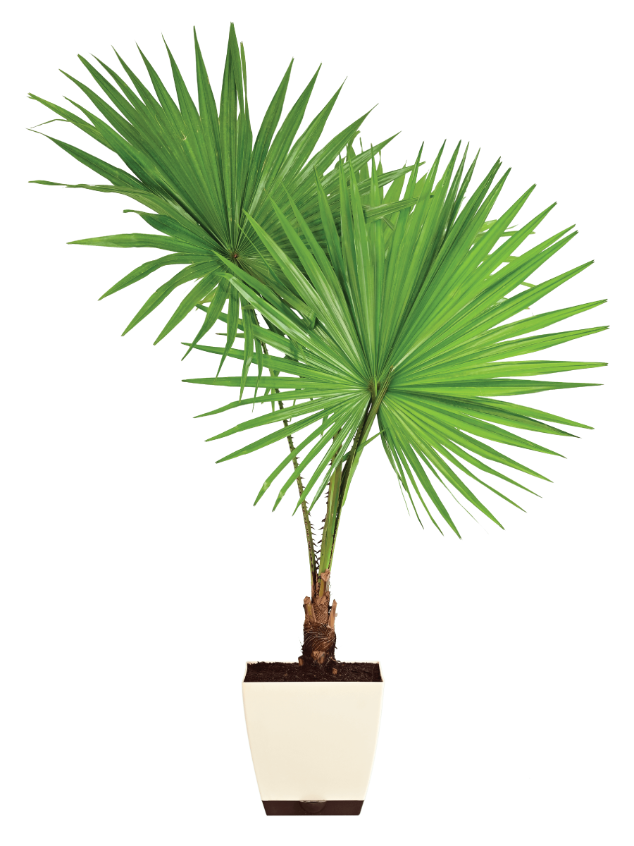 Fan Palm - XL