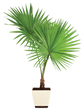 Fan Palm - XL