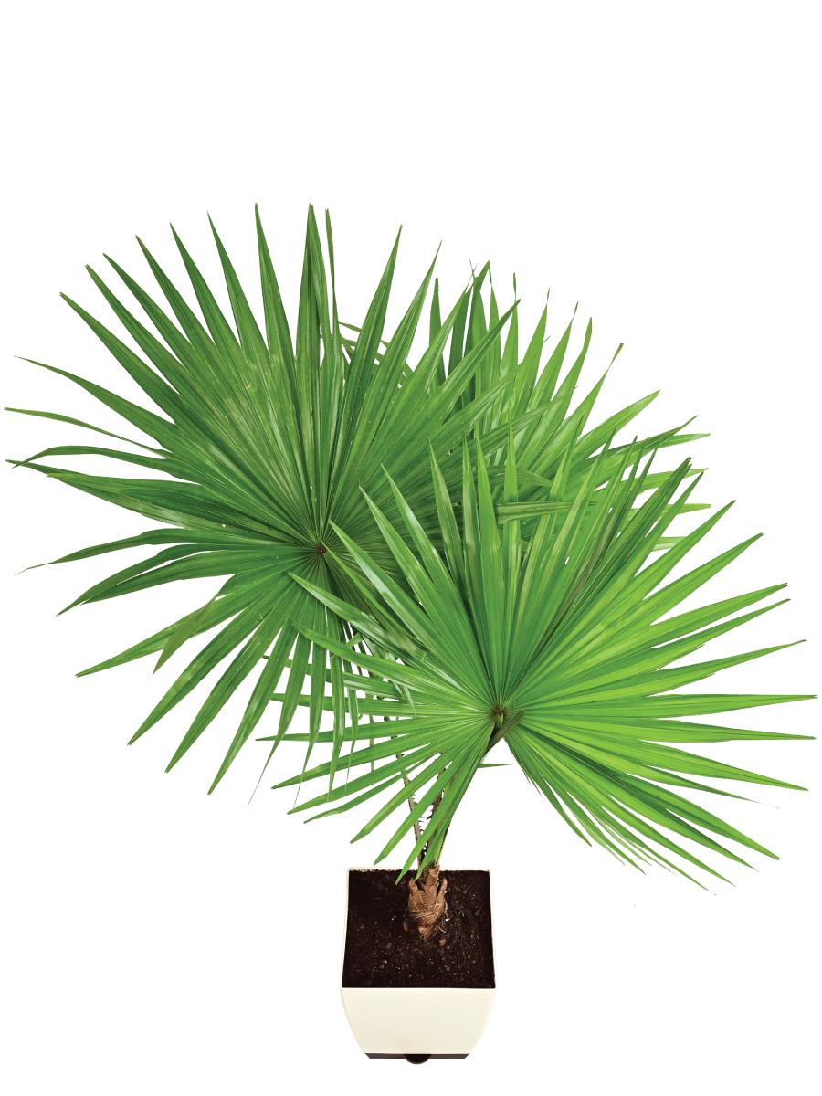 Fan Palm - XL