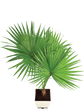 Fan Palm - XL