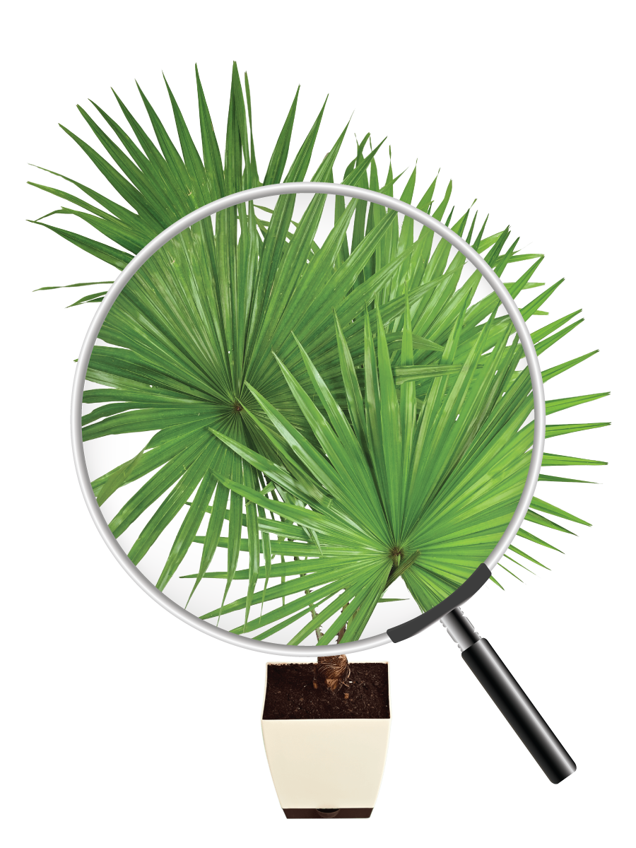 Fan Palm - XL