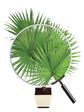 Fan Palm - XL