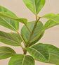 Ficus Benghalensis Variegated