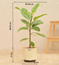 Ficus Benghalensis Variegated