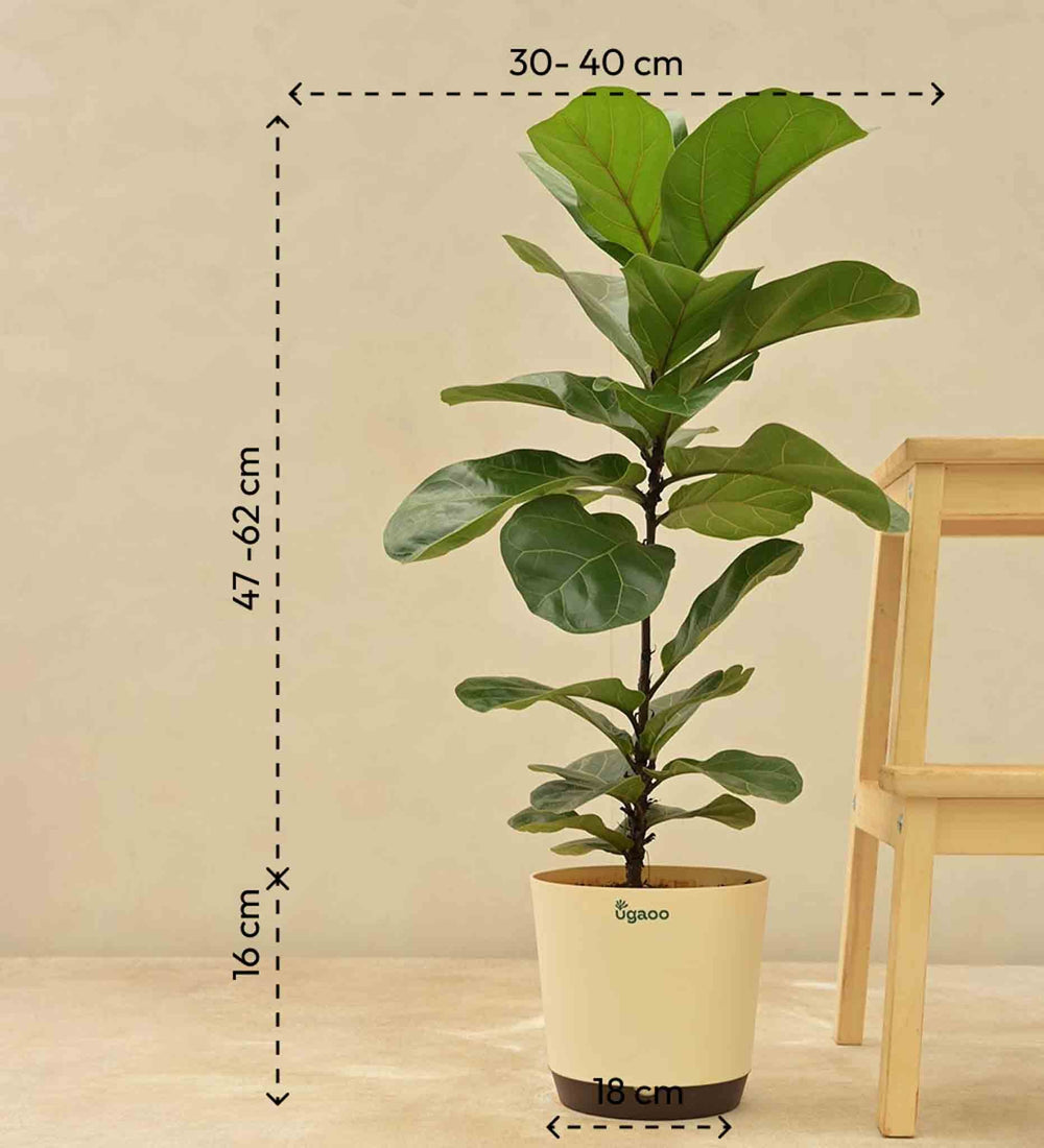 bambino fiddle leaf fig care Fiddle Leaf Fig Plant