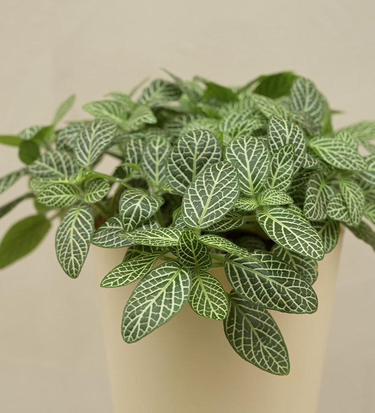 Fittonia Green Plant (Nerve Plant) Gift Hamper
