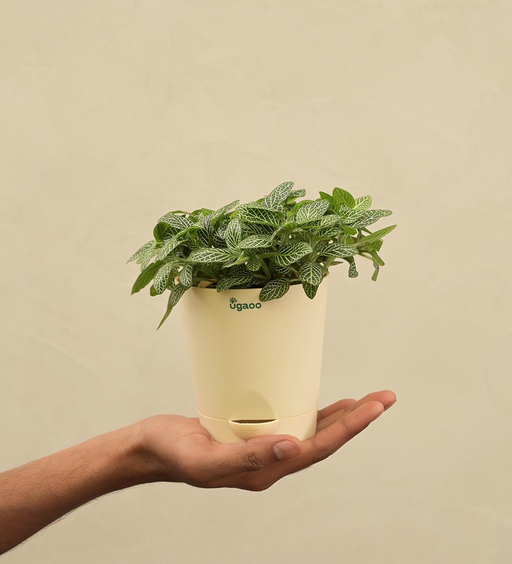 Fittonia Green Plant (Nerve Plant) Gift Hamper