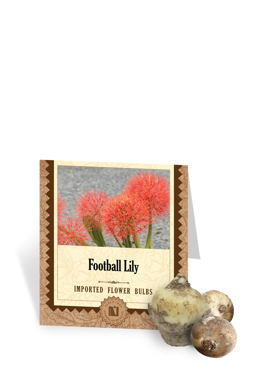 Football Lily Bulbs