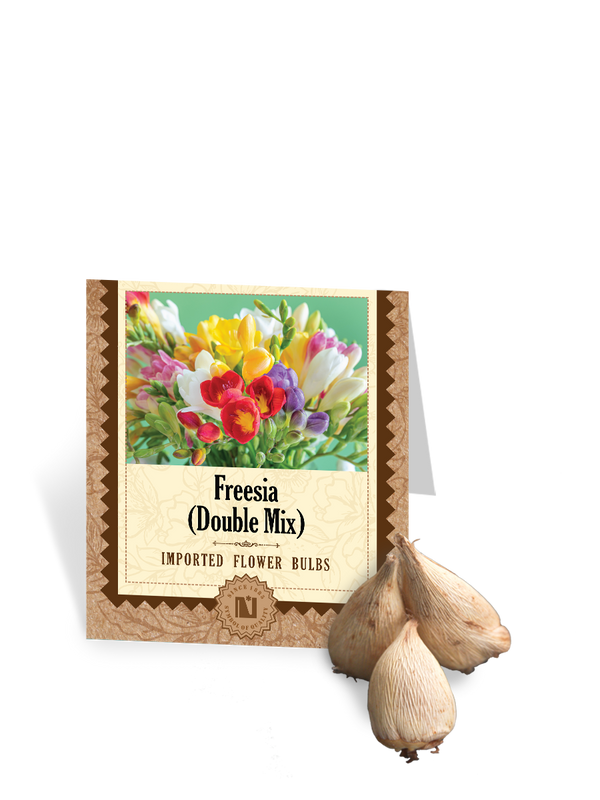 Freesia Double Blue Bulbs