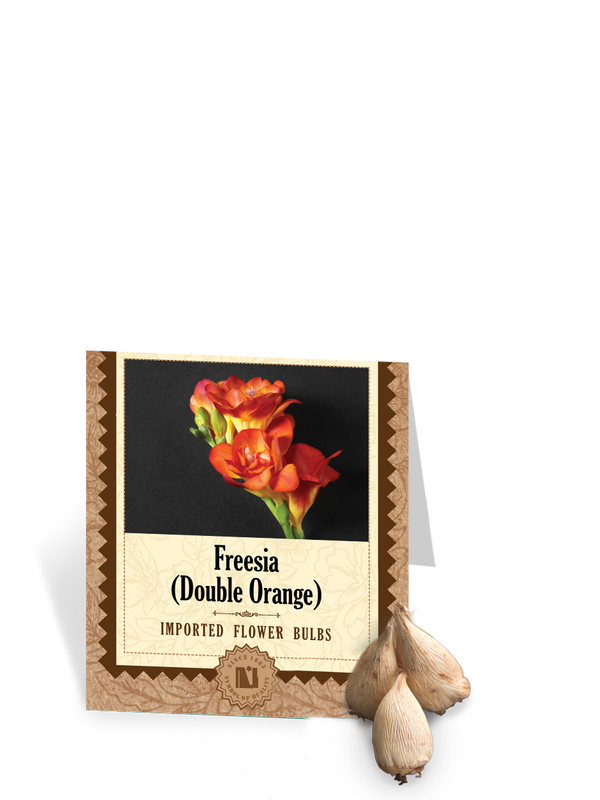 Freesia Double Orange Bulbs
