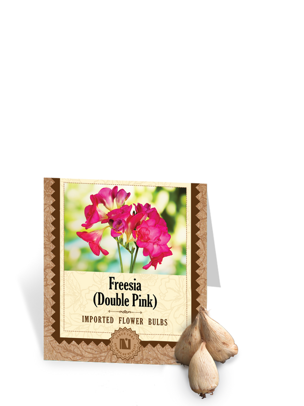 Freesia Double Pink Bulbs