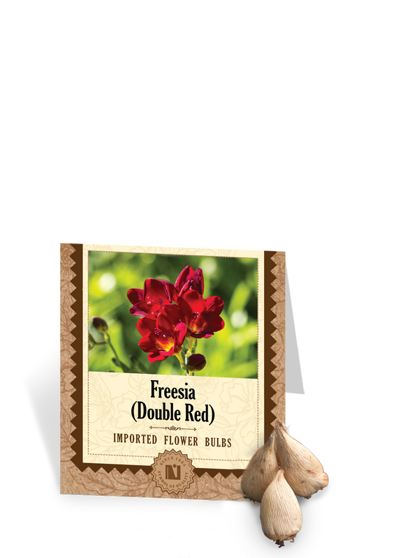 Freesia Double Red Bulbs