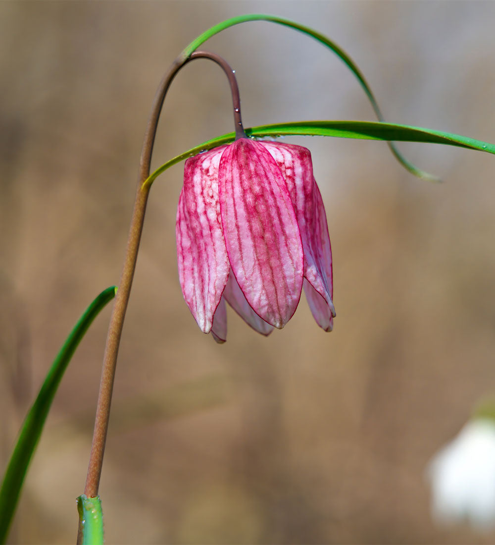Fritillaria lily Bulbs