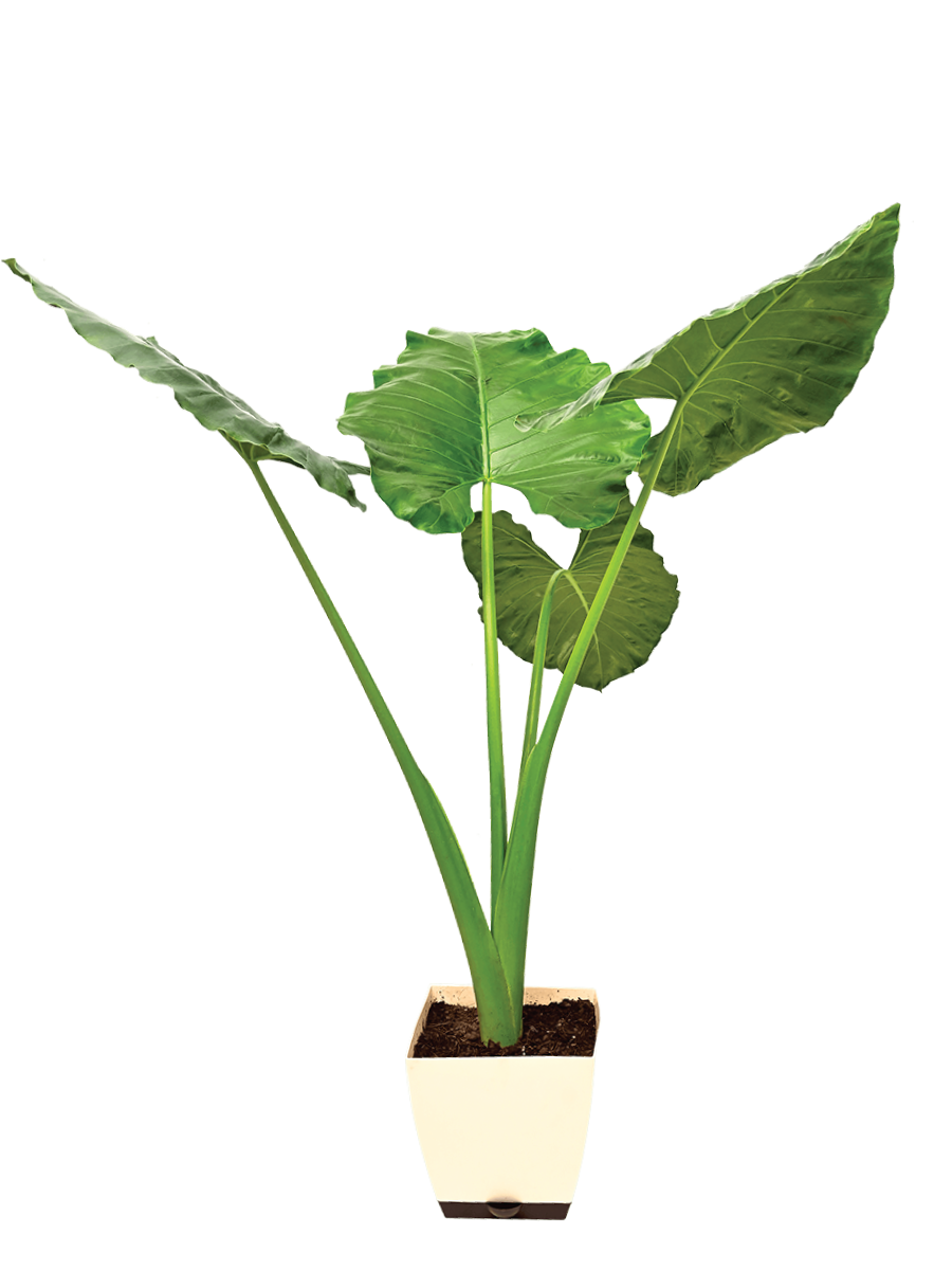 Giant Taro - XL