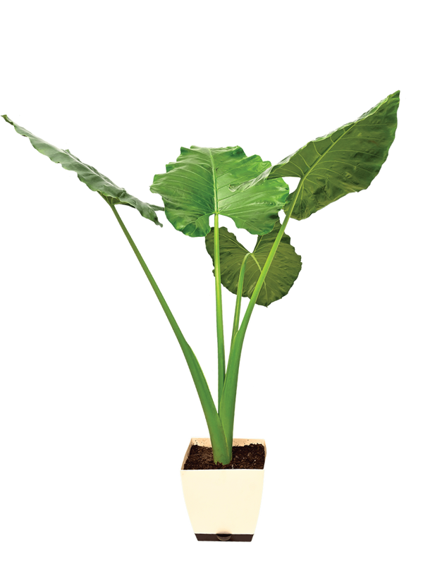 Giant Taro - XL